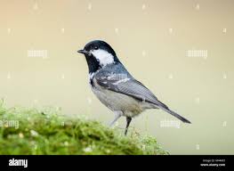 Attēlu rezultāti vaicājumam “Periparus ater”