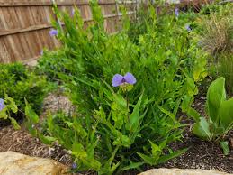 Attēlu rezultāti vaicājumam “Cribraria aurantiaca var. persoonii”