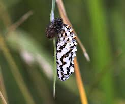 Attēlu rezultāti vaicājumam “Argynnis laodice underside”