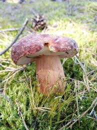 Attēlu rezultāti vaicājumam “Boletus pinophilus”