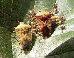 Attēlu rezultāti vaicājumam “Elasmucha grisea”