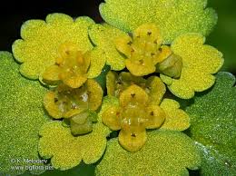 Attēlu rezultāti vaicājumam “Chrysosplenium alternifolium leaf”