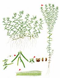 Attēlu rezultāti vaicājumam “Callitriche cophocarpa leaf”