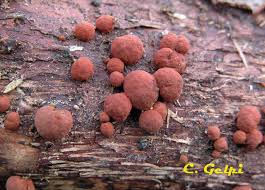 Attēlu rezultāti vaicājumam “Hypoxylon fuscum”