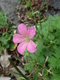 Attēlu rezultāti vaicājumam “Badhamia dubia sessile”