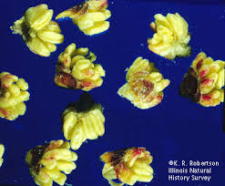 Attēlu rezultāti vaicājumam “Betula pendula flower”