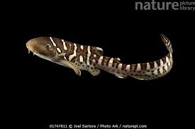 Image result for Stegostoma tigrinum