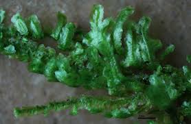 Attēlu rezultāti vaicājumam “Homalia trichomanoides sporophyte”