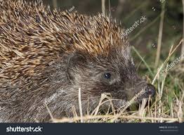 Attēlu rezultāti vaicājumam “Erinaceus roumanicus”