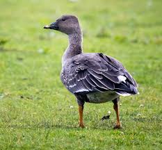 Attēlu rezultāti vaicājumam “Anser serrirostris”