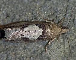 Attēlu rezultāti vaicājumam “Epinotia brunnichana”