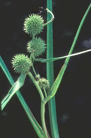 Attēlu rezultāti vaicājumam “Sparganium minimum fruit”