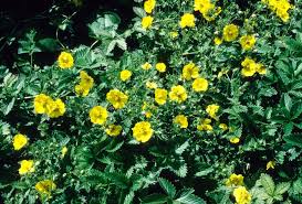 Attēlu rezultāti vaicājumam “Potentilla arenaria”