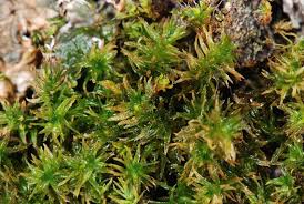 Attēlu rezultāti vaicājumam “Orthotrichum lyellii”