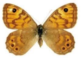 Attēlu rezultāti vaicājumam “Lasiommata megera”