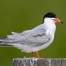 Image result for Sterna forsteri