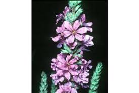 Attēlu rezultāti vaicājumam “Lythrum salicaria fruit”