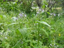 Attēlu rezultāti vaicājumam “Veronica anagallis-aquatica”