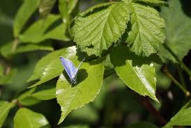 Attēlu rezultāti vaicājumam “Celastrina argiolus male”