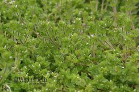 Attēlu rezultāti vaicājumam “Veronica arvensis leaf”