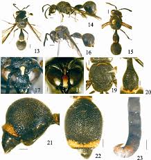 Attēlu rezultāti vaicājumam “Eumenes sp.”