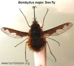 Attēlu rezultāti vaicājumam “Bombyliidae”