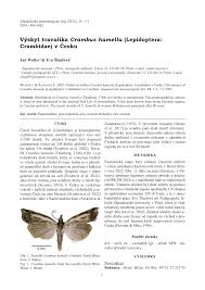 Attēlu rezultāti vaicājumam “Crambus hamella”