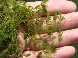 Attēlu rezultāti vaicājumam “Chara polyacantha”