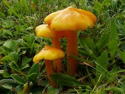 Attēlu rezultāti vaicājumam “Hygrocybe acutoconica”