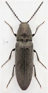 Attēlu rezultāti vaicājumam “Cidnopus aeruginosus”