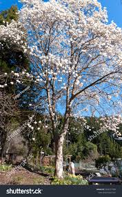 Attēlu rezultāti vaicājumam “Magnolia kobus”