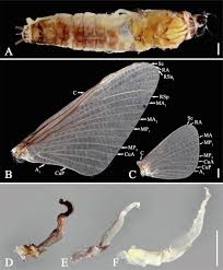 Attēlu rezultāti vaicājumam “Aphodius subterraneus imago”