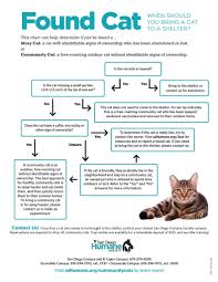 Image result for cat found