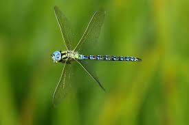 Attēlu rezultāti vaicājumam “Aeshna viridis”