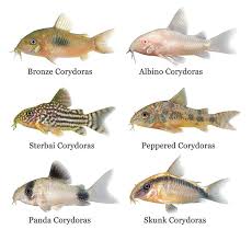 Image result for fish corydoras