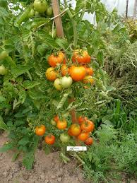 Afbeeldingsresultaat voor caro rich tomato