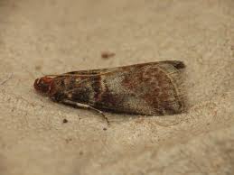 Attēlu rezultāti vaicājumam “Acrobasis advenella”