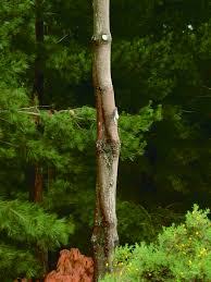 Attēlu rezultāti vaicājumam “Neonectria fuckeliana”