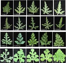 Attēlu rezultāti vaicājumam “Citrullus lanatus leaf”