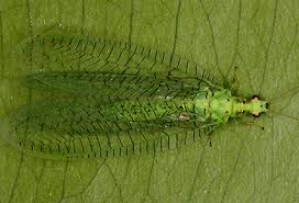 Attēlu rezultāti vaicājumam “Chrysopidae”