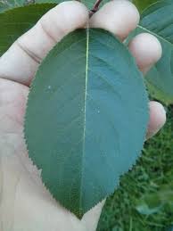 Attēlu rezultāti vaicājumam “Aronia melanocarpa leaf”