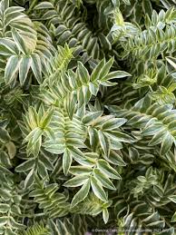 Attēlu rezultāti vaicājumam “Polemonium caeruleum bud”