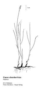 Attēlu rezultāti vaicājumam “Carex chordorrhiza”