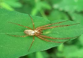 Attēlu rezultāti vaicājumam “Metellina segmentata”