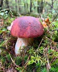Attēlu rezultāti vaicājumam “Boletus pinophilus”