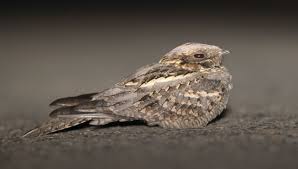 Image result for Caprimulgus ruficollis