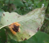 Attēlu rezultāti vaicājumam “Gymnosporangium sabinae”