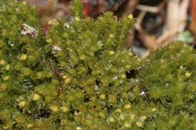 Attēlu rezultāti vaicājumam “Lophozia capitata”