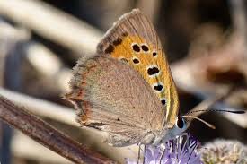 Attēlu rezultāti vaicājumam “Lycaena phlaeas underside”