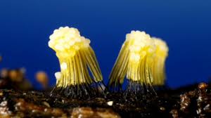 Attēlu rezultāti vaicājumam “Stemonitis flavogenita”